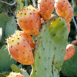 Barbary fig Opuntia vulgaris