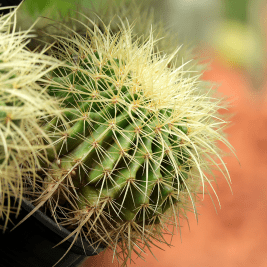 Echinocactus