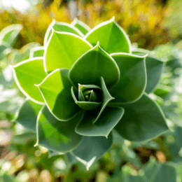 Myrtillocactus geometrizans f. cristatus