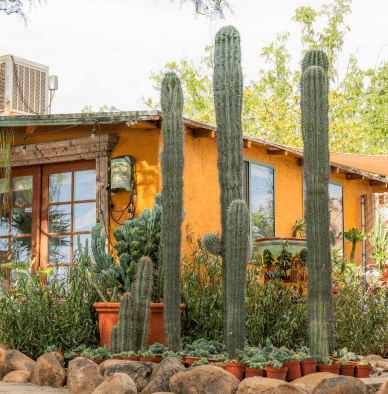 a plant shop behind tall cactus