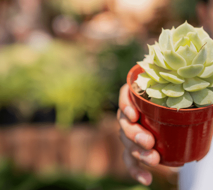 a hand holding a succulent planter