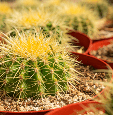 close up of a cactus in a planter