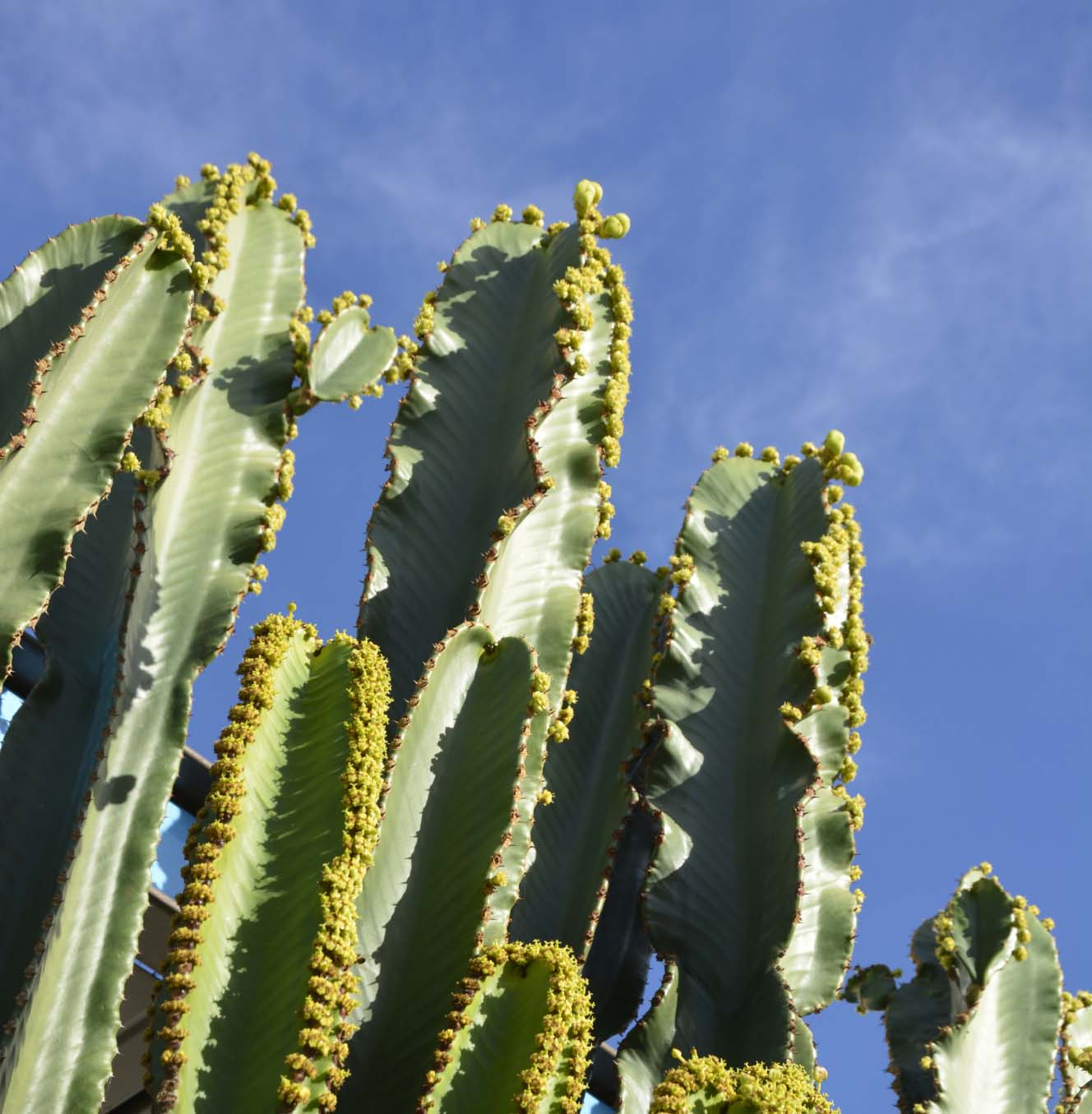 cactus in the desert as seen through cactus photography