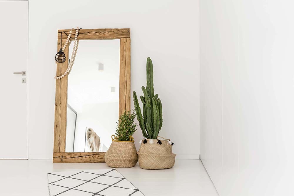 cacti used in home decor