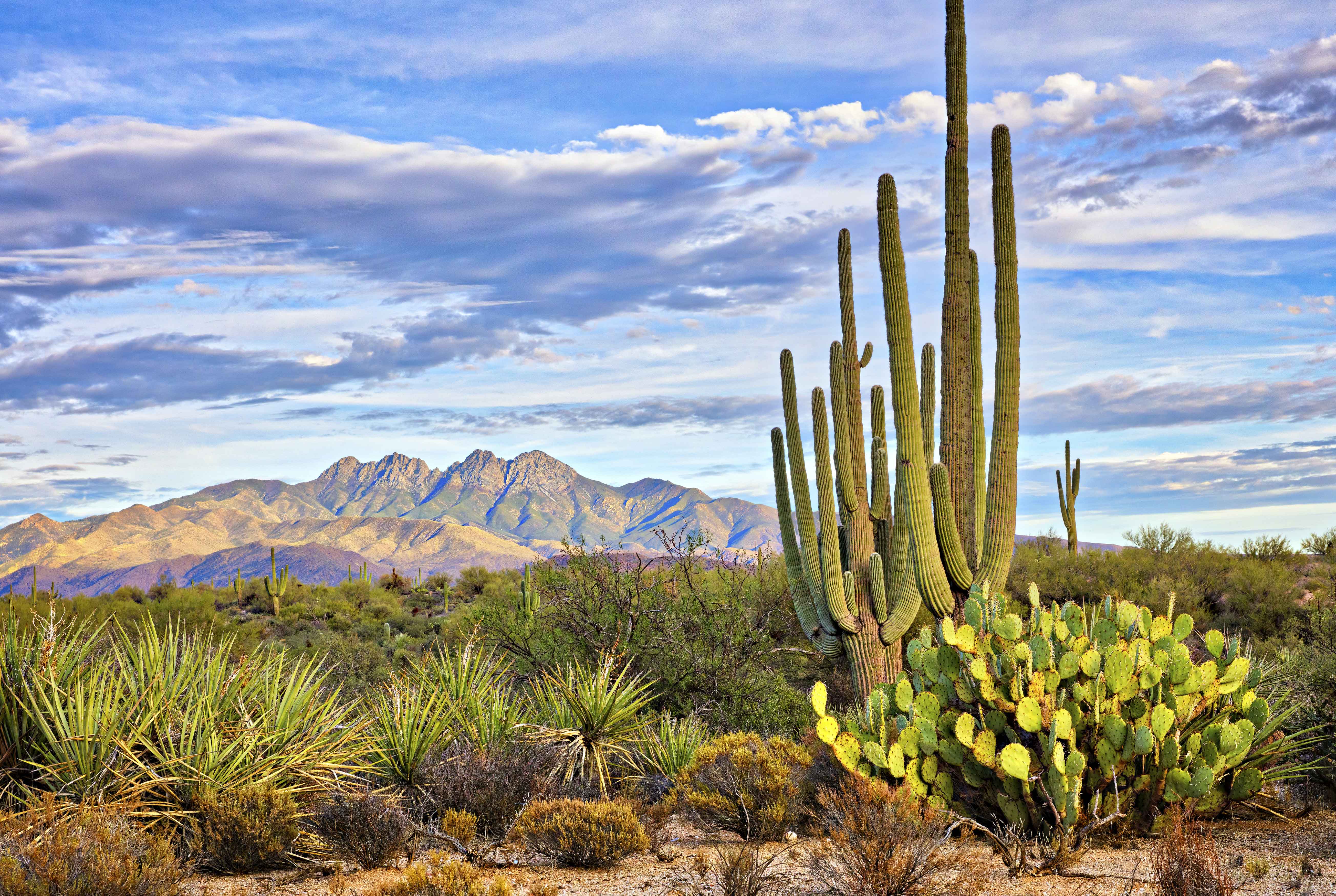 Cacti in tucson landscape