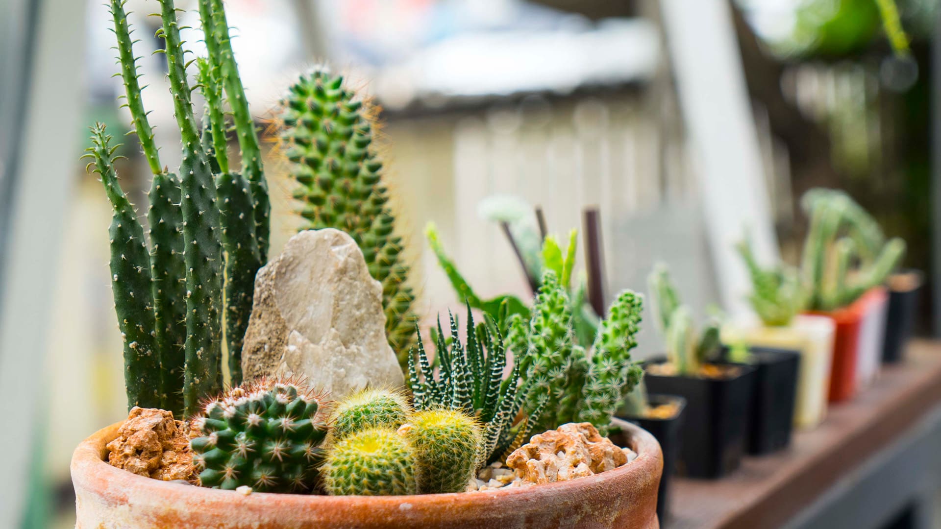 Cacti and Feng Shui