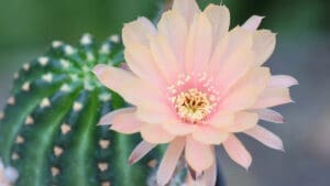 Cactus Blooms