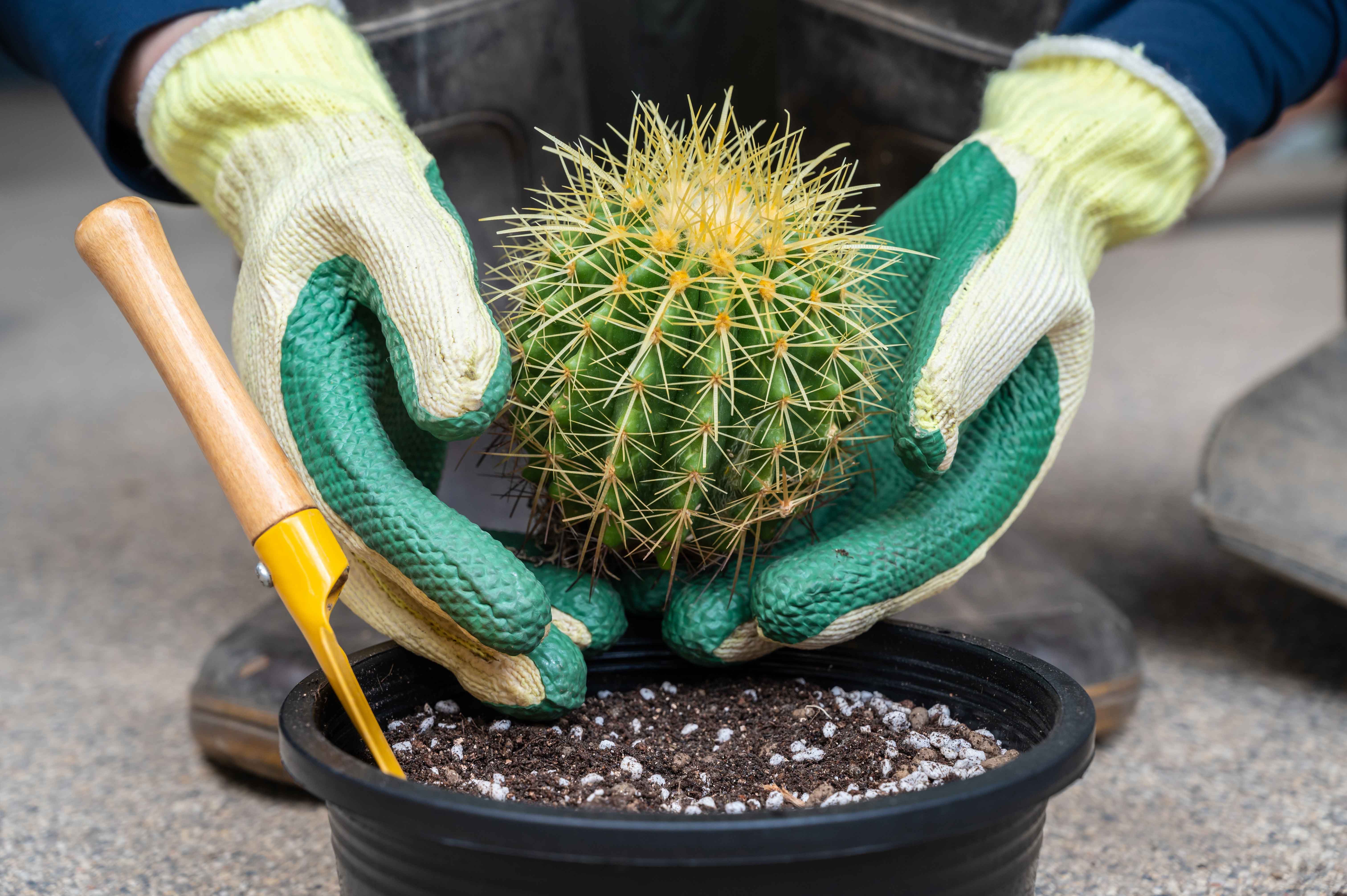 hands holding cactus as they talk about cactus conservation