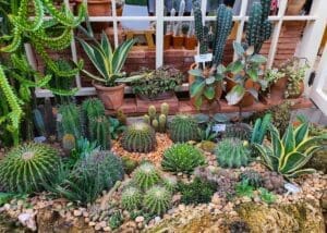 a Pollinator friendly cactus garden