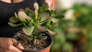 Mastering Cacti Propagation wiht a cacti in a small pot