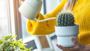 caring for cactus