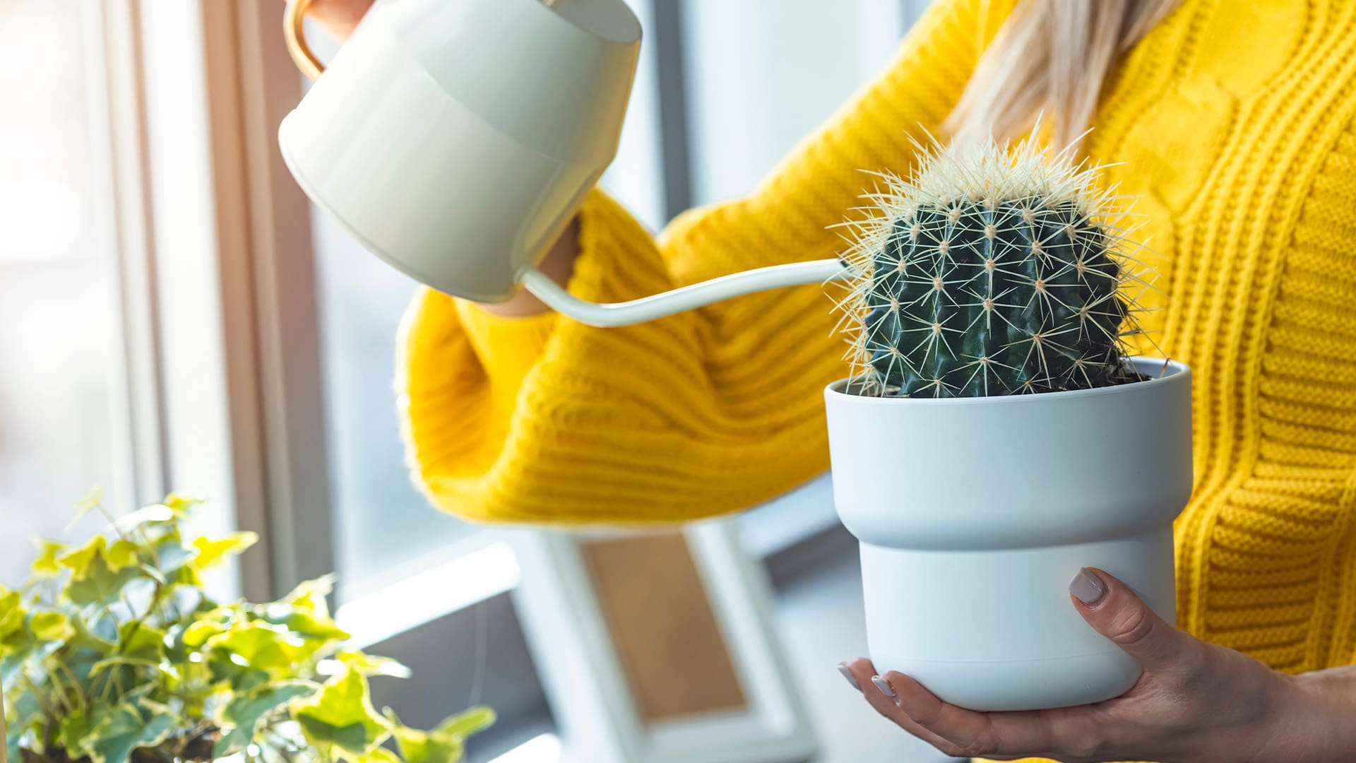 caring for cactus