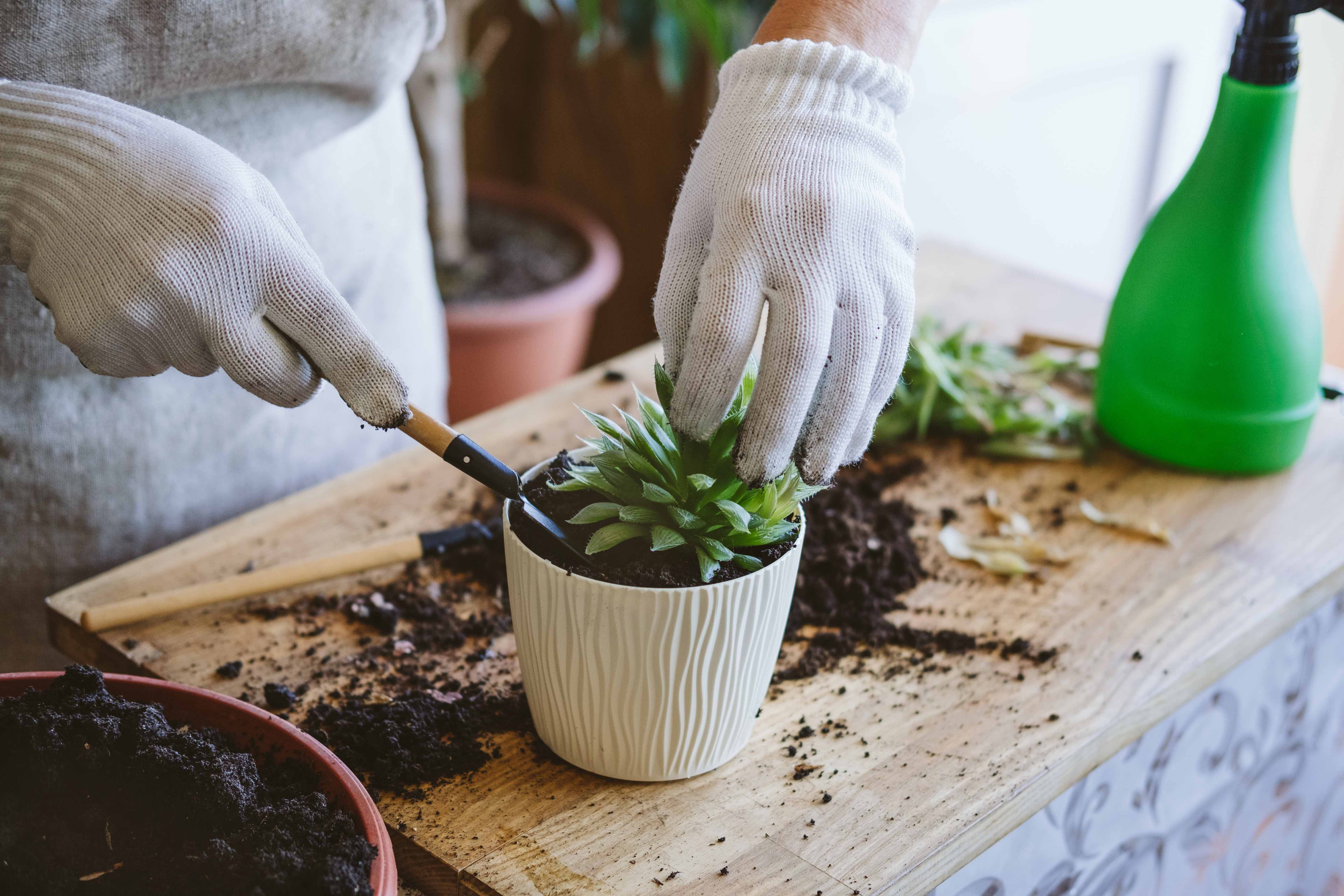 Creating a Water-Wise Garden with Native Cacti and Succulents