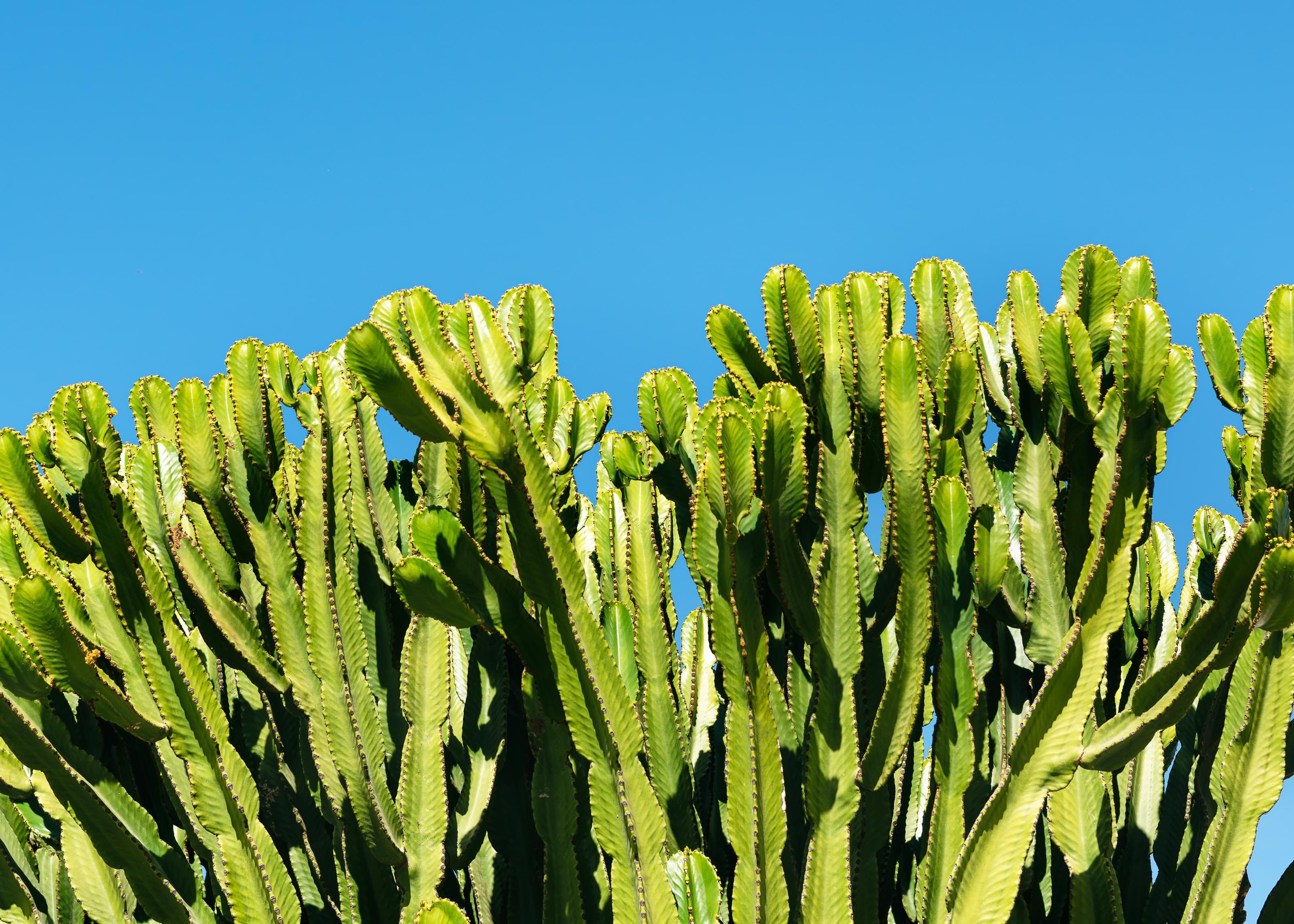 Specimen Spotlight: Euphorbia Acrurensis – The Desert Candle Cactus