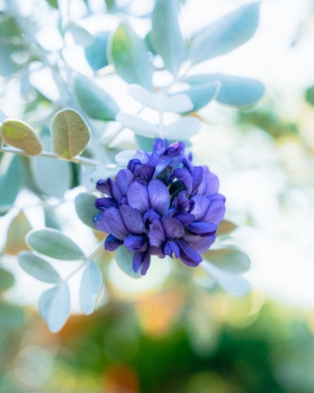 Find peace in the vibrant hues set against nature’s serene backdrop. Each petal and leaf brings a calm to the soul, blending artistry with the rhythm of nature. 💜 What's your favorite spot to unwind? 
. 
. 
. 
#PurplePassion #FlowerPhotography #BotanicalStyle #GardenLovers #FlowerMagic #InstaGarden #NatureBeauty #FloralPerfection #OutdoorLiving #NatureMoments