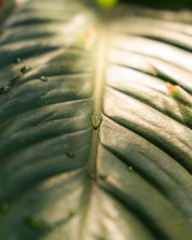 Capture the serene moments of morning calm with nature’s delicate droplets, a mirror to the soul of the earth. 
. 
. 
. 
#MorningDew #MacroBeauty #NatureUpClose #LeafLovers #WaterDroplets #PeacefulNature #ZenGarden #EcoBeauty #NatureDetails #MacroPhotography