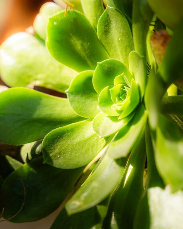 Nature’s geometry, perfectly captured in the spiral beauty of this succulent. Experience the soothing symmetry that brings calm to any space. 
. 
. 
. 
#SucculentSociety #GeometryOfNature #PlantPerfection #SymmetryInNature #GreenDecor #MindfulLiving #PlantLover #UrbanGarden #EcoDecor #WellnessDesign