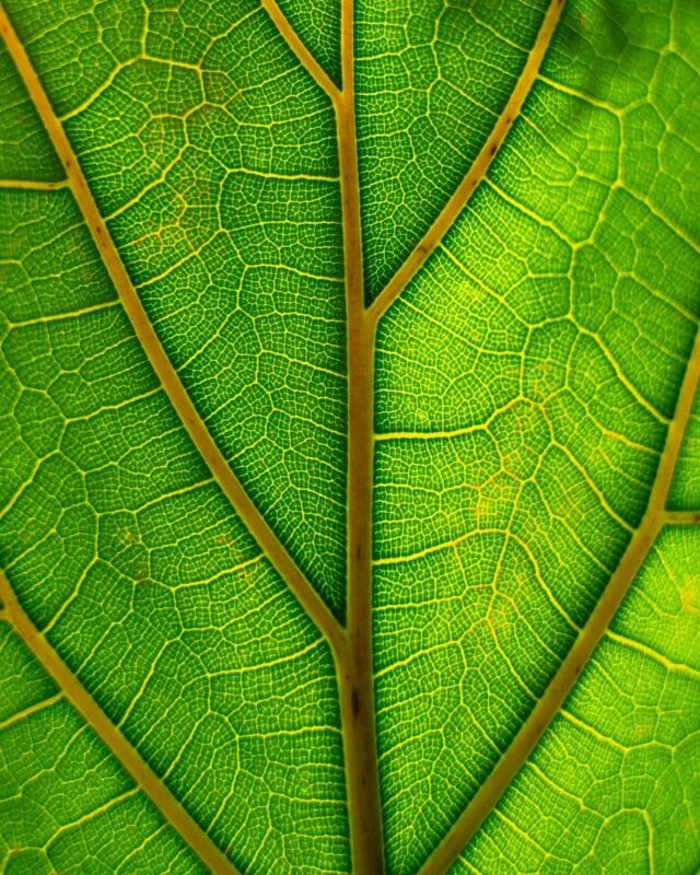Can you guess what plant this leaf belongs to? Let us know below! 👇
•
•
•
#MorningMotivation #GreeneryEverywhere #NatureMagic #GardenGoals #PlantLife #EcoFriendlyLiving #Horticulture #Botanicals #NaturePhotography #SustainableGardening #Leaf #detail