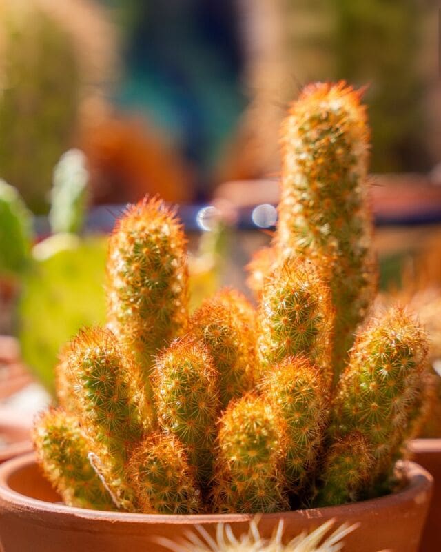 Cacti may be low-maintenance, but they still need some TLC! 🌵✨ Use well-draining pots and cactus-specific soil, place them in a sunny spot (south-facing windows are best), and water sparingly—let the soil dry out completely between waterings. Don’t forget a light fertilizer during the growing season for healthy growth and vibrant blooms! 🪴☀️
•
•
•
#plants #cacti #Ponderosa #cactus #tipsandtricks #plantcare #plantcaretips #Tucson #Tucsonarizona #visittucson #Igerstucson