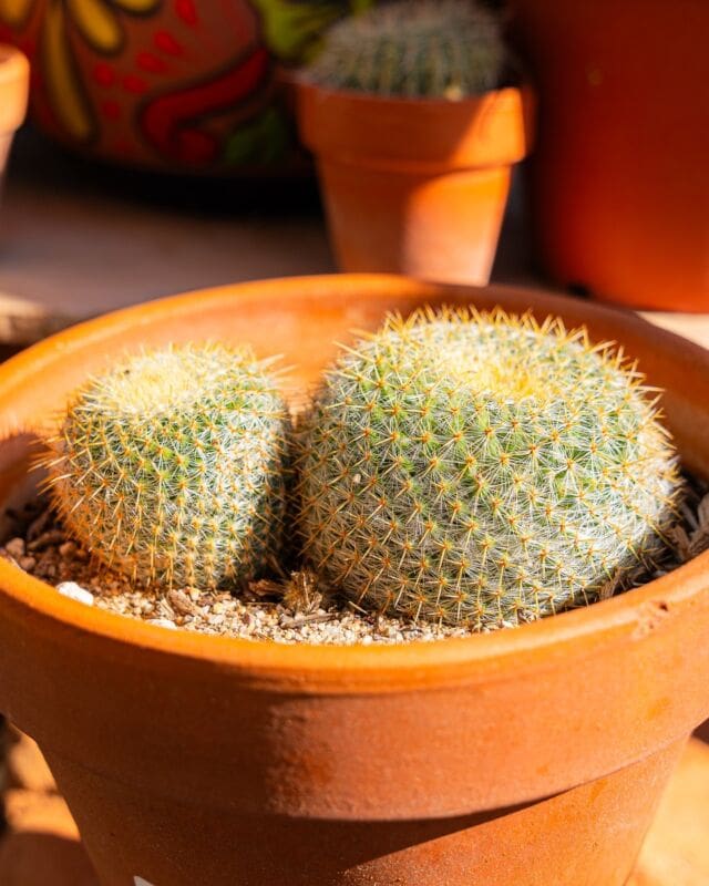 Tag a bestie you'd share a pot with. 💚
•
•
•
#CactusCollection #GreenThumb #PlantParenthood #DesertPlants #CactusLovers #SucculentObsessed #PlantNursery #IndoorGardening #CactusCare #PlantAddict #UrbanJungle #GreenLiving #HousePlants #CactusGarden #PlantCommunity #BotanicalBliss #GrowYourOwn #NatureInspo