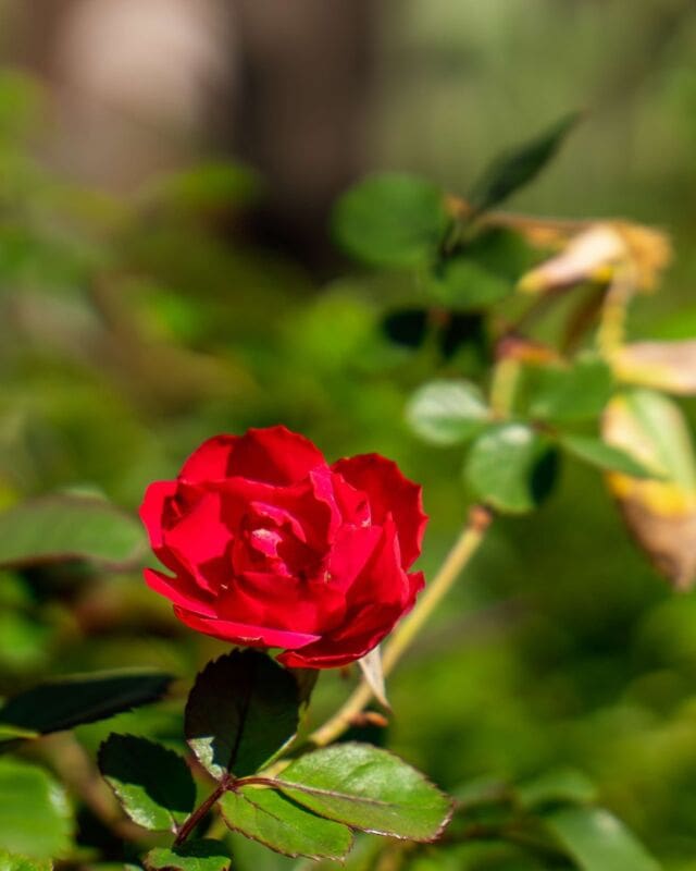 A single red rose speaks volumes. Celebrate love and beauty with this timeless bloom. 🌹❤️ 
.
.
#RedRose #TimelessBeauty #PonderosaCactus #FlowerLovers #NatureElegance #GardenGrace