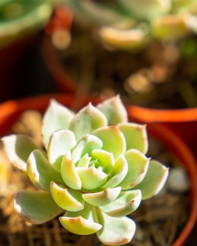 Embrace the charm of these delicate succulents! Perfect for adding a touch of green to your indoor oasis. 🌱🌸 
.
.
#SucculentLove #TinyPlants #PonderosaCactus #GreenLiving #PlantMagic #HomeGardening