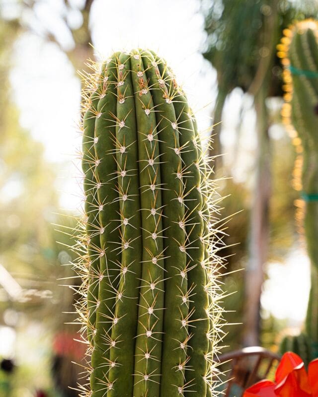 Watch as this majestic cactus reaches for the sky! Bringing desert vibes and natural beauty to your garden. 🌵🌞 
.
.
#CactusLove #DesertDreams #PonderosaCactus #NatureReel #PlantMagic #GardenInspiration