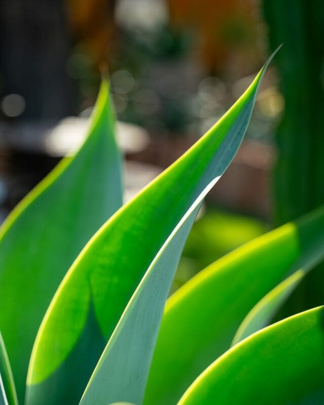 Elevate your garden with the sleek elegance of agave. These architectural beauties bring a modern touch to any space. 🌿✨
.
.
#AgaveElegance #ModernGarden #PonderosaCactus #GreenDesign #SucculentLove #NatureArt