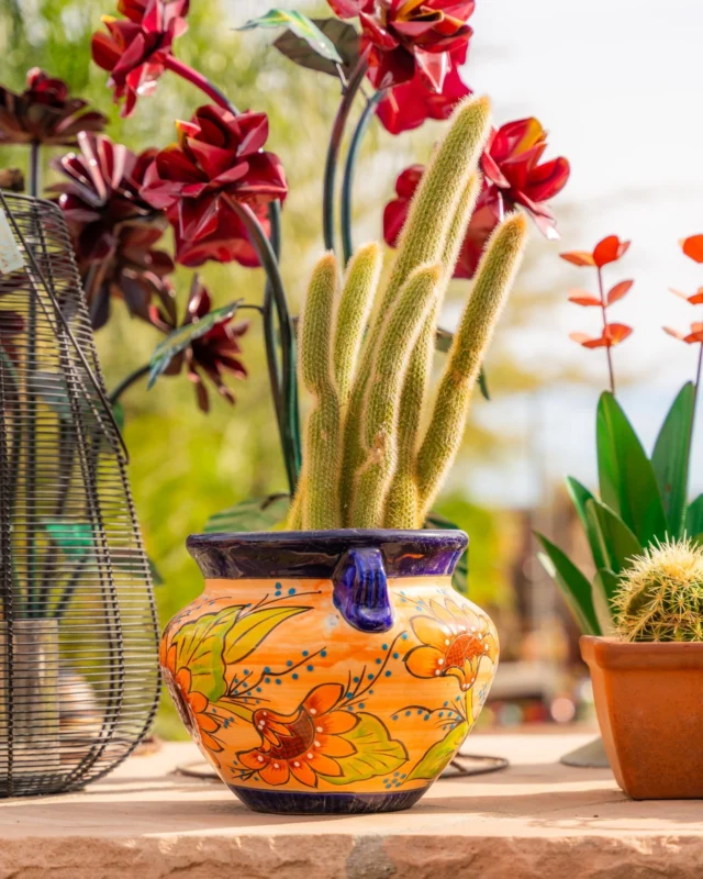 🌿🌈 Our colorful cacti and plants are here to brighten up your day and your space! Come find your perfect plant buddy! 🌟💚
•
•
•
#SucculentGoals  #DesertCactiLove  #CactusCommunity  #SucculentVibes  #CactusAndSucculentWorld  #DesertPlantLovers