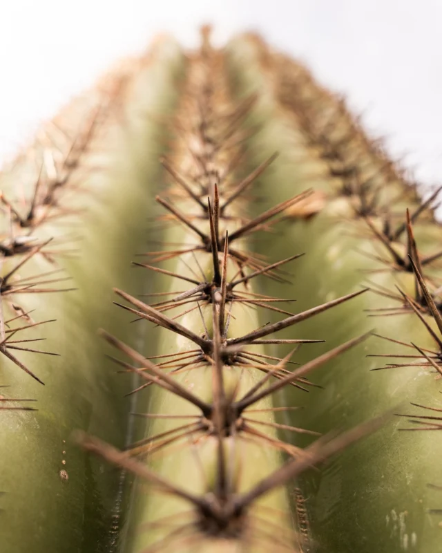 The mesmerizing details of the desert always captivate our hearts. 🌵✨
•
•
•
#CactusArt  #SucculentHeaven  #PlantLoversClub  #CactusGrower  #SucculentJungle  #CactusLoveAffair  #PlantLifeStyle