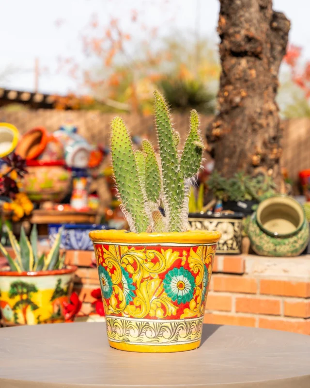 🌵 Elevate your garden with our range of beautiful cacti designed for outdoor spaces! 🏡
•
•
•
#PonderosaCactus  #CactiLove  #SucculentLife  #CactusCollection  #DesertPlants  #PlantCommunity