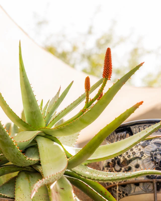 For centuries, Aloe Ferox has been known for its skin healing properties and was also believed to aid in wound recovery. 🌿✨
•
•
•
#PlantEnthusiast #DesertBloom #CactusLove #SucculentPlants #CactusCollection #Greenery