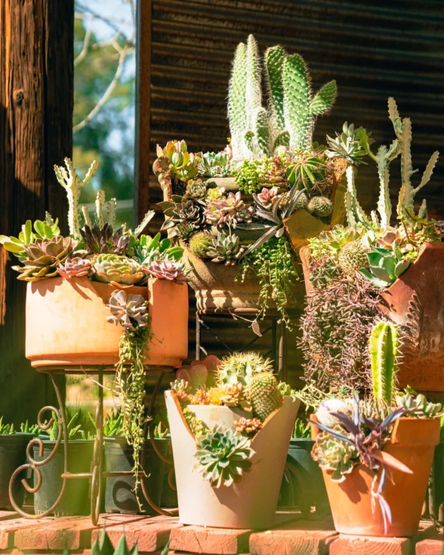 Would you feature a custom succulent arrangement in your yard? 
•
•
•
#PonderosaCactus #CactusLove #DesertBeauty #CactusGarden #CactusLife #SucculentLove #DesertPlants #CactusCollection #CactusWorld #CactusAddict