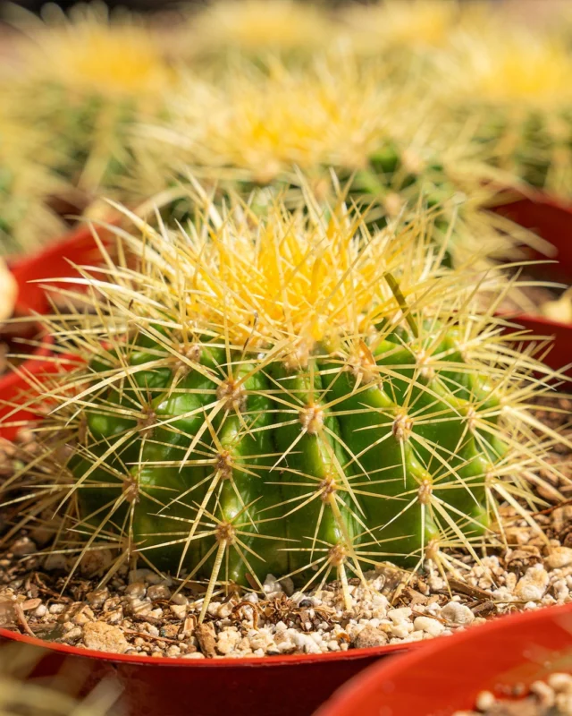 🌵🌟look at this adorable baby golden barrel cactus! 

The golden barrel cactus, also known as Echinocactus grusonii, is a true gem of the desert. With its striking spherical shape and radiant yellow spines, this cactus not only adds a bold statement to any landscape but also plays a crucial role in its natural habitat. Known for its remarkable resilience, the golden barrel can withstand intense heat and minimal water, making it a symbol of strength and endurance. Whether basking in the sun or casting shadows in the evening light, this cactus stands as a testament to the beauty found in nature's harshest environments. 🌵✨
•
•
•
#DesertFlora #CactusInspiration #CactusLife #CactusLove #DesertCactus #SucculentGarden #CactusMagic #CactusArt #DesertLiving #CactusPhotography #GoldenBarrelCactus #DesertIcons #Nature’sResilience #CactusBeauty